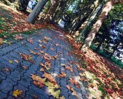 Фотографии участников конкурса “Дорога в осень” Фотографии участников конкурса “Дорога в осень”