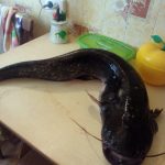 Астрахань Астрахань